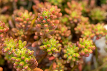 Sedum rubrotinctum decorative succulent plants