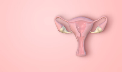 Cross section image of women uterus with uterine wall, uterine cavity and vagina on pink background with copyspace. 3D rendering image.