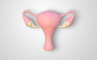 Women uterus on white background. 3D rendering image.