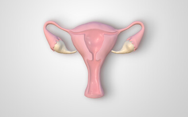 Cross section image of women uterus with uterine wall, uterine cavity and vagina on white background. 3D rendering image.