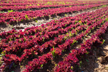Rows of young red lettuce growing on large plantation on spring day. Popular leafy vegetable crop