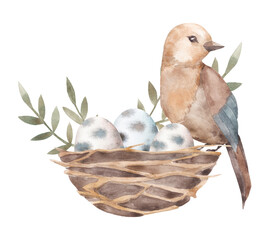 bird on a nest with eggs on a white background, watercolor illustration
