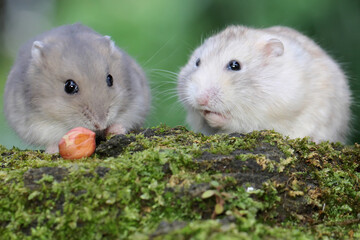 Two Campbell dwarf hamsters are eating peanuts on a moss-covered ground. This rodent has the scientific name Phodopus campbelli. 