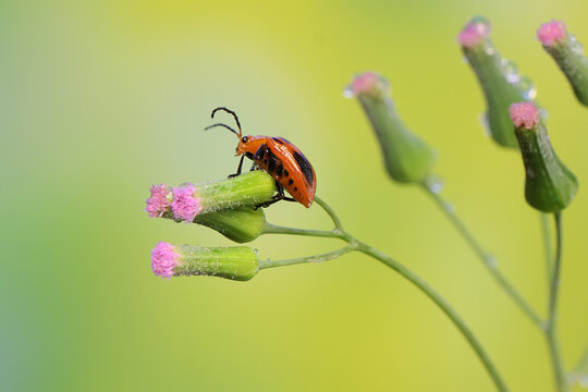 A cucurbit leaf beetle is perching on a wildflower. This insect has the scientific name Aulacophora bicolor. 
