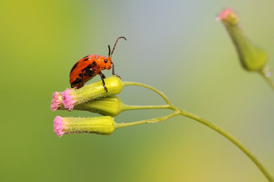 A cucurbit leaf beetle is perching on a wildflower. This insect has the scientific name Aulacophora bicolor. 