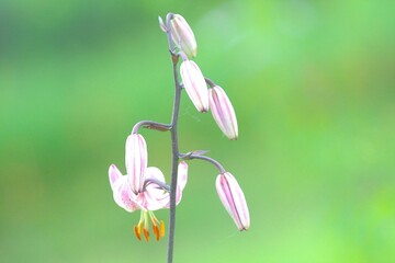 百合の花