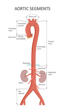 Aortic Segments. Diagrams depicting the ascending aorta and an overview of the aorta.