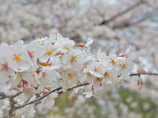 可憐な満開の桜の花のクローズアップ写真