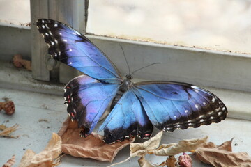 Blue Butterfly