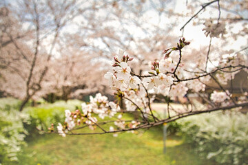 日本の春の公園は満開の桜の並木道
