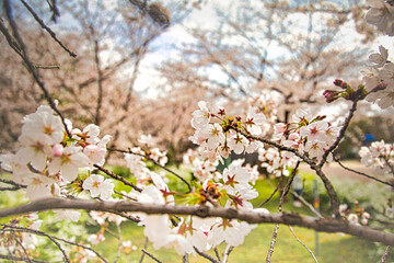 日本の春の公園は満開の桜の並木道