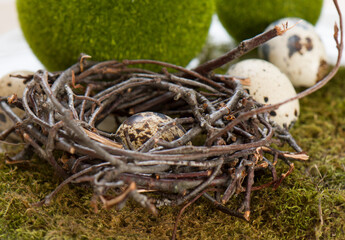 An egg, a nest made of twigs and green balls lie on a litter of forest moss.