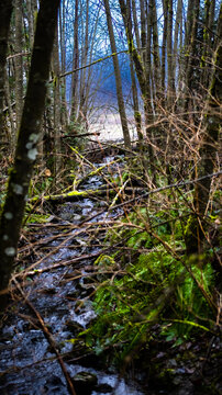 The strong running creek can make it through all that brush, and logs. Unstoppable. 