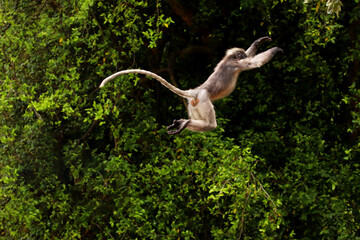 Spectacled langur jumping in the park. Prachuap Khiri Khan province, Thailand