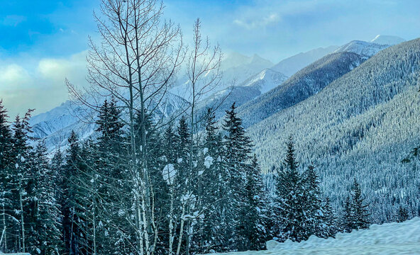 Yes, a beautiful snowy mountainside, with its gown of trees.