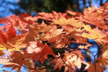 紅葉