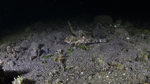 Fingered Dragonet - Dactylopus dactylopus walking on the seabed in the night. Underwater life of Tulamben, Bali, Indonesia.