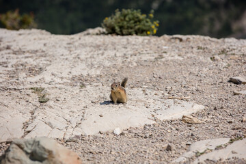 Curious red tailed chipmunk in Waterton, Alberta