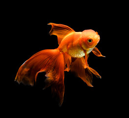 goldfish isolated on a dark black background