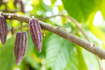 Cacao Tree (Theobroma cacao). Organic cocoa fruit pods in nature.