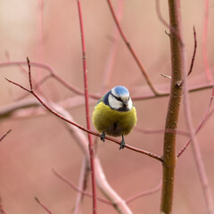 portrait of blue tit