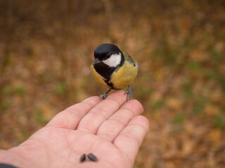 titmouse eats seeds