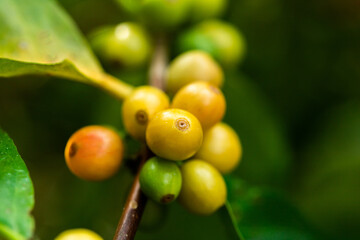 harvesting coffee berries by agriculture. Coffee beans ripening on the tree in North of Thailand