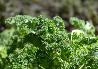  green curly kale plant in a vegetable garden, Green kale leaves,
