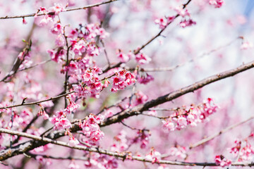 cherry blossom sakura in spring time over blue sky.