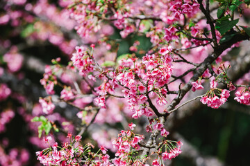 cherry blossom sakura in spring time over blue sky.