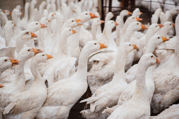 A flock of domestic white geese on a farm. White feathers.