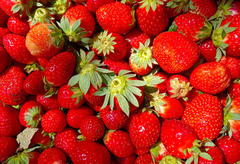 Strawberry field on fruit farm, Fresh ripe organic strawberry Background, Harvesting of fresh ripe big red strawberry fruit