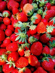 Strawberry field on fruit farm, Fresh ripe organic strawberry Background, Harvesting of fresh ripe big red strawberry fruit
