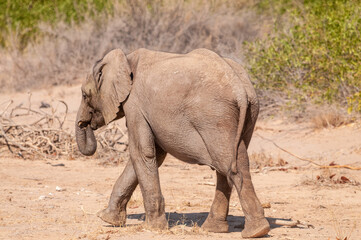 Fototapeta premium Impression of an African Desert Elephant - Loxodonta Africana- wandering in the desert in North Western Namibia.
