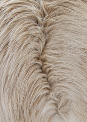 Fototapeta premium white animal fur as background
