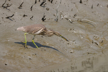 Indian Pond Heron Fishing in the river shore.