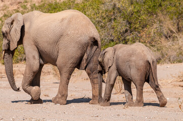 Fototapeta premium Closeup of two African Desert Elephant - Loxodonta Africana- wandering in the desert in North Western Namibia.
