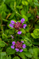 Fototapeta premium Prunella vulgaris flower in meadow