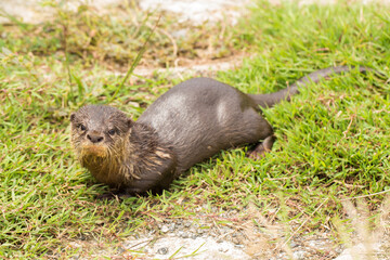 Asian small-clawed otter or the oriental small-clawed otter
