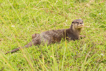 Asian small-clawed otter or the oriental small-clawed otter
