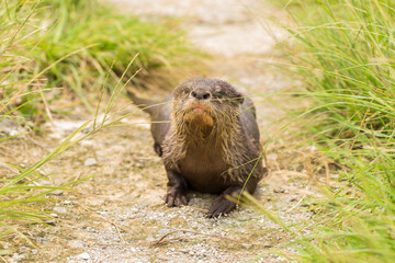 Asian small-clawed otter or the oriental small-clawed otter
