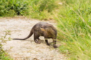 Asian small-clawed otter or the oriental small-clawed otter
