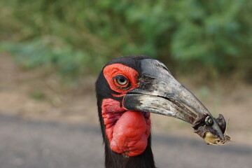 Ground Hornbill close up in Kruger National Park © Stefan