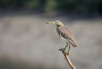 Indian pond heron perched on a branch. Indian pond heron or paddybird is a small heron. It is of Old World origins, breeding in southern Iran and east to the Indian subcontinent, Burma, and Sri Lanka.