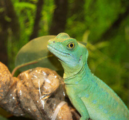 green lizard gecko on a branch