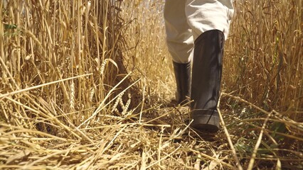 farming concept. an agronomist rubber boots walks through the field with golden wheat. working...