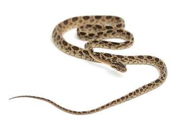 The many-spotted cat snake Boiga multomaculata isolated on white background
