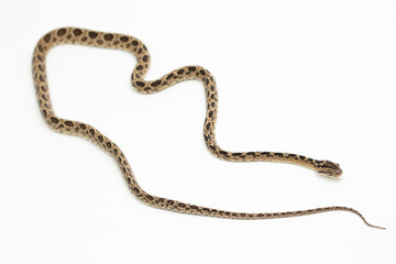 Fototapeta premium The many-spotted cat snake Boiga multomaculata isolated on white background 