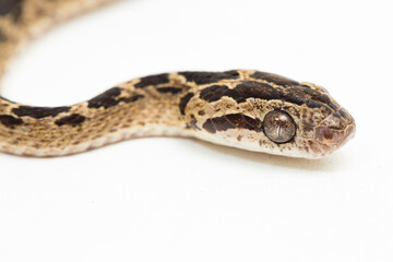 The many-spotted cat snake Boiga multomaculata isolated on white background
