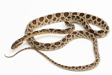 The many-spotted cat snake Boiga multomaculata isolated on white background

